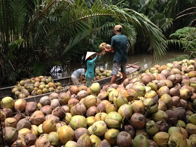 Kokosnoten Mekong Delta
